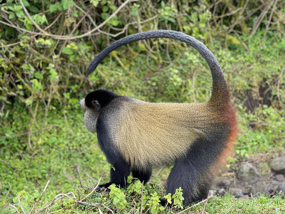 Virunga Homes Ruhengeri Buitenkant foto